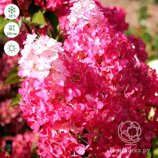 Гортензия метельчатая `Фрейз Мельба`, Hydrangea paniculata ...