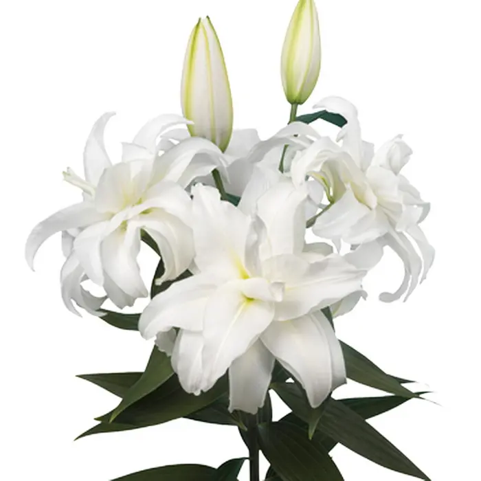 Amistad Oriental Lily | Order Lily Bulbs online | Bulbs Direct NZ