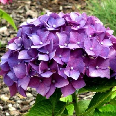 Купить Саженцы Гортензии крупнолистной Европа (Hydrangea ...