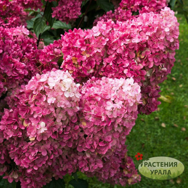 Hydrangea macrophylla 'Endless Summer ...