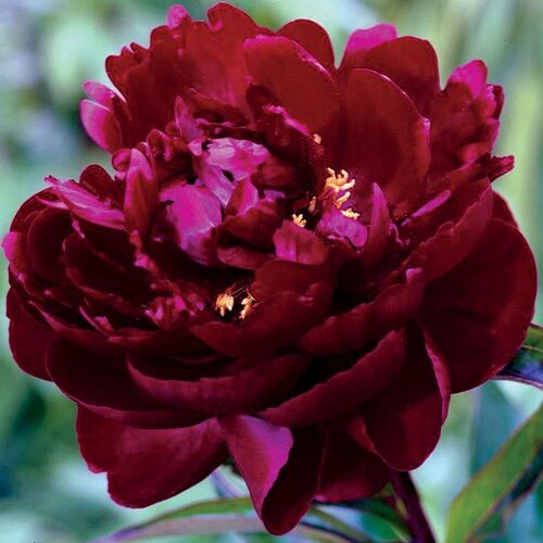 Peter Brand Peony | Paeonia Peter Brand | Herbaceaous Peonies