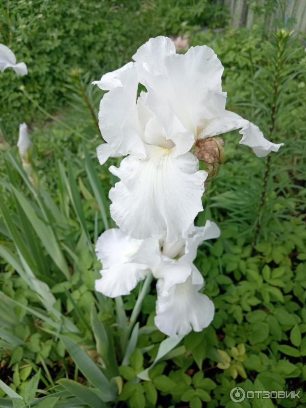 Iris lutescens) - PictureThis