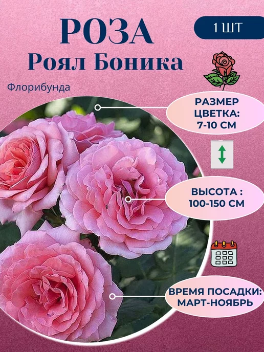 Роза Флорибунда Эбб Тайд (фиолетовая ...