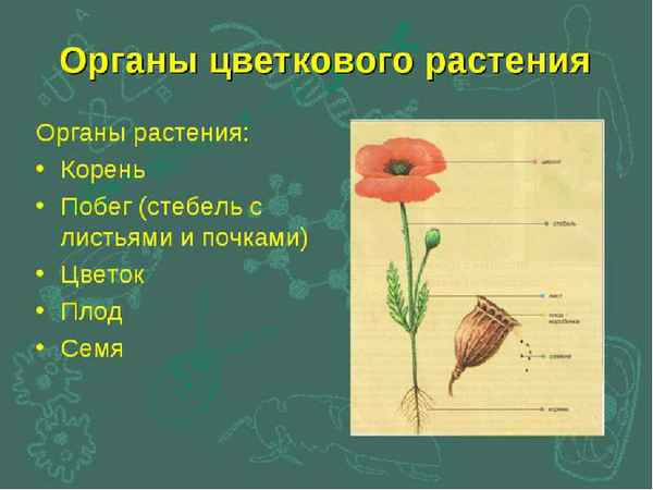 Строение цветка. 6-й класс