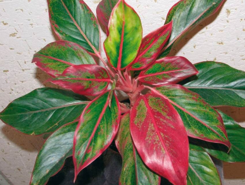 Aglaonema modestum Schott | Passiflora.ru - Сервис ...