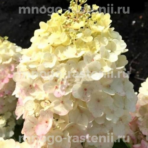 Гортензия метельчатая 'Ливинг Пинки Промис', Hydrangea ...