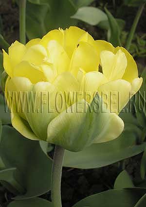 Tulipa 'Akebono' - ... stock photo by ...