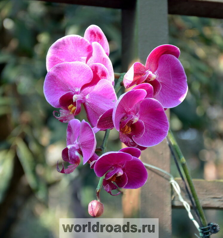 Скачать картинки Орхидеи вода, стоковые фото Орхидеи вода в ...