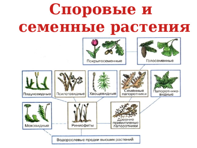 Задания части 2 ЕГЭ по теме «Классы и семейства цветковых ...