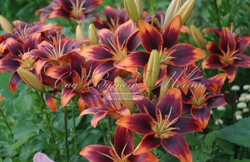 Photo of the entire plant of Lily (Lilium 'Forever Susan ...