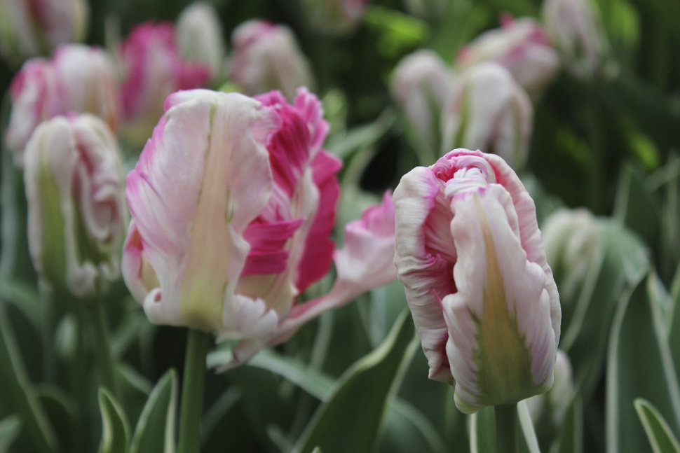 Tulipa Mysterious Parrot ...