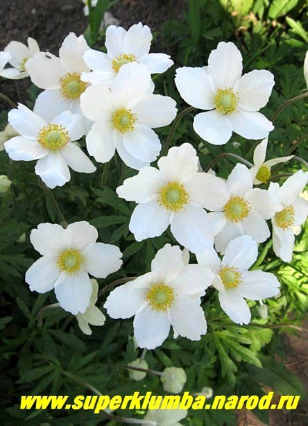 Анемона Сильвестрис (Anemone Sylvestris ...