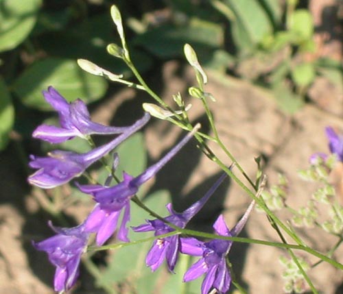 Живокость уральская Delphinium L ...