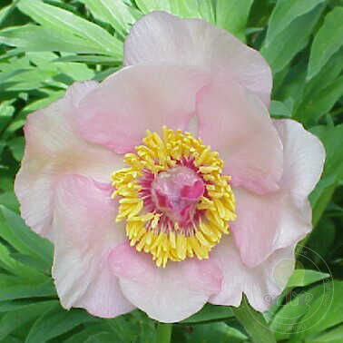 Peony NOSEGAY (Saunders, 1950) , канал ...