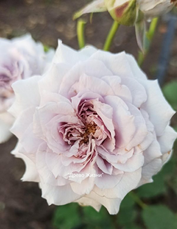 Château Myrtille | Roses' Name