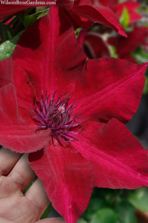 Nubia Boulevard Clematis | Vines from Gurney's – Gurneys