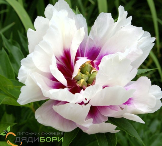 Paeonia Itoh 