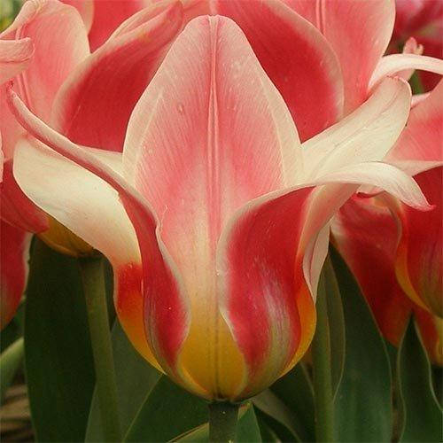 Hearts Delight – Tulipa – cibulky ...