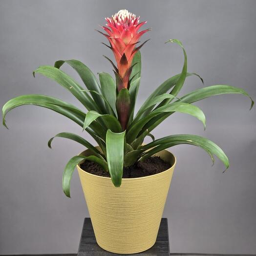 Гузмания (Guzmania Bromelia) в ...