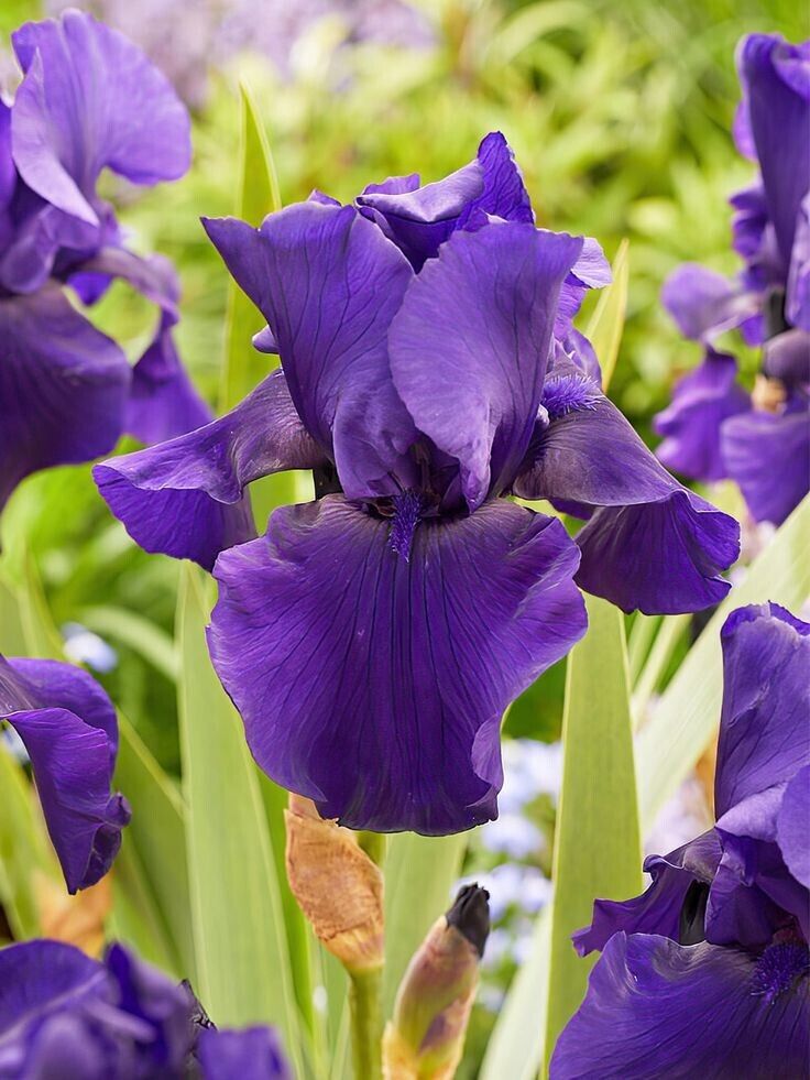 Iris Flower Photos and Images ...