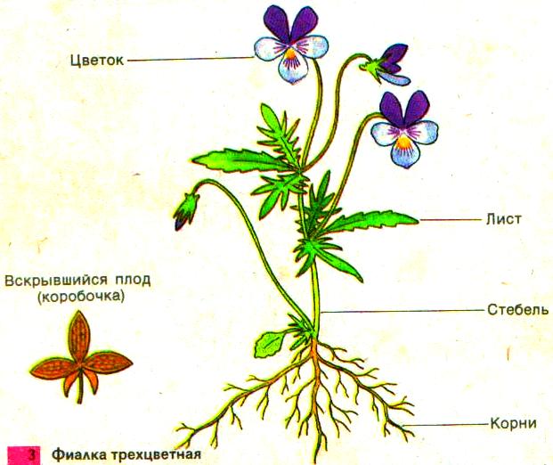 Учебник Плешаков 1 класс. 1 часть. Страницы 20, 21 - ГДЗ ...