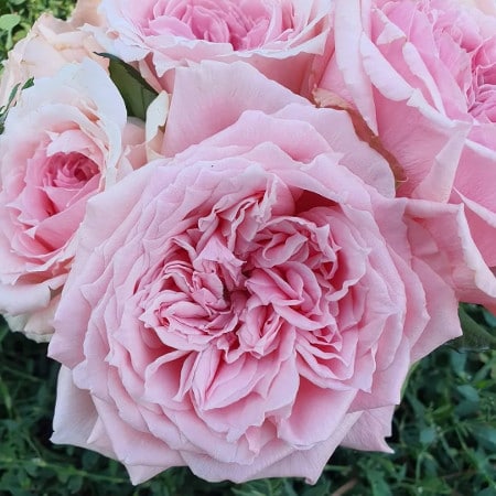 Princess Hitomi Garden Roses - Florabundance Wholesale Flowers