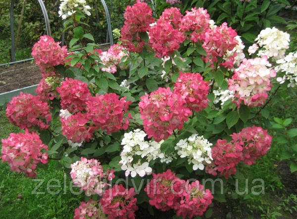 Hydrangea paniculata Pink diamond. Гортензия метельчатая Pink ...