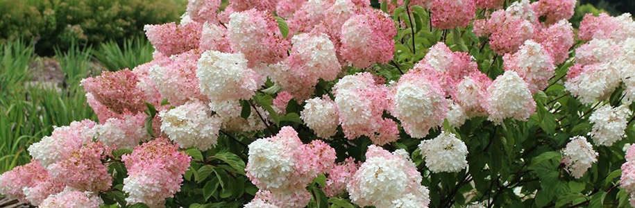 Hydrangea STAM, Гортензия метельчатая ...