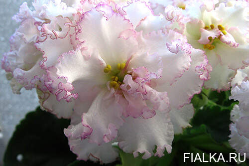 RS Bomond African Violet Live Plant, Young Pre-finished ...