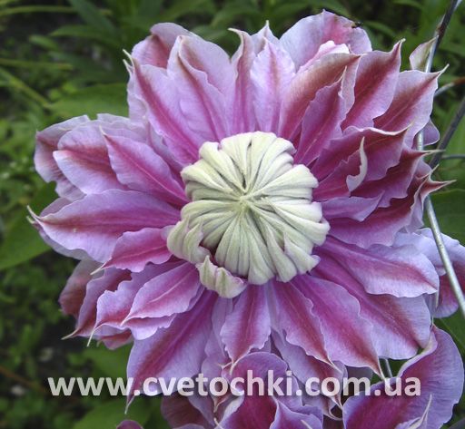 Саженцы Клематис крупноцветковый Темптэйшн (Clematis variety ...