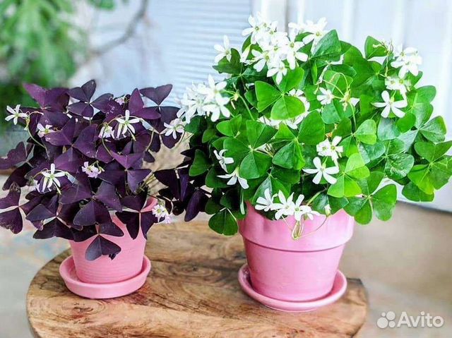 Кислица - Oxalis: фото, условия выращивания, уход и ...