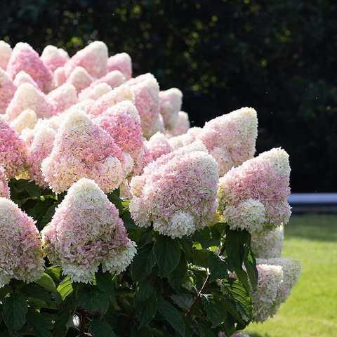 Гортензия Метельчатая Мэджикал Свит Саммер (Magical Sweet ...