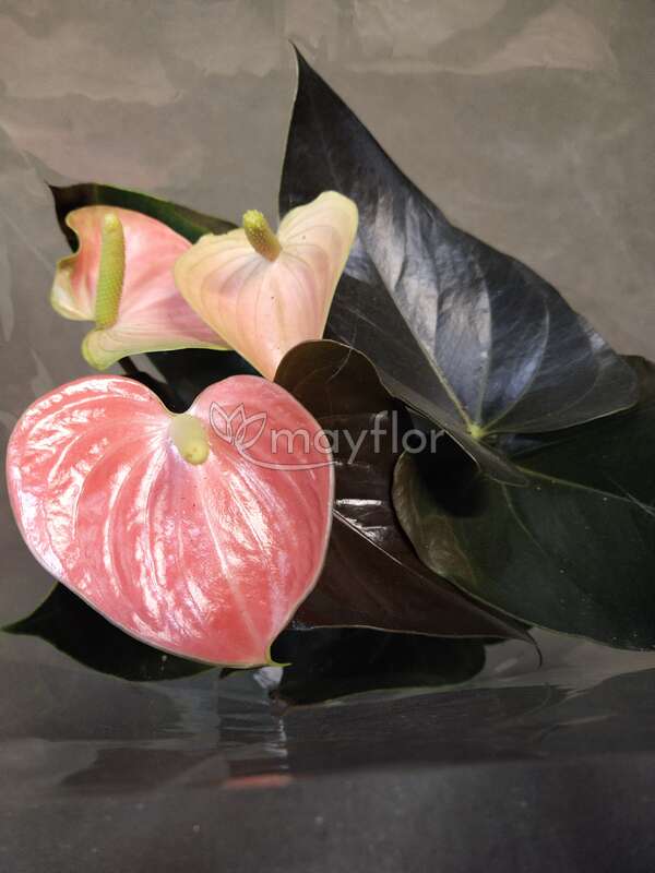 4 Anthurium Rainbow Champion not in ...