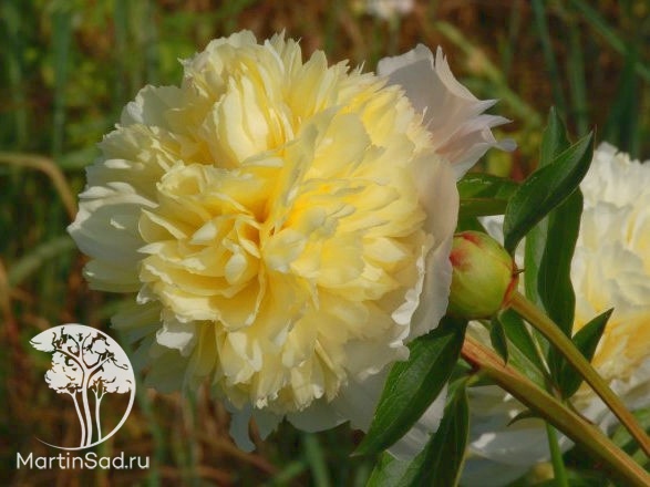 28006 Paeonia 'Laura Dessert'