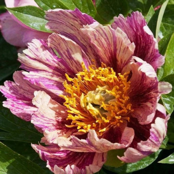 Paeonia Copper Kettle Пион Коппер Кеттл