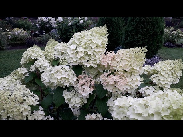 Гортензия метельчатая Диамантино (Hydrangea paniculata ...