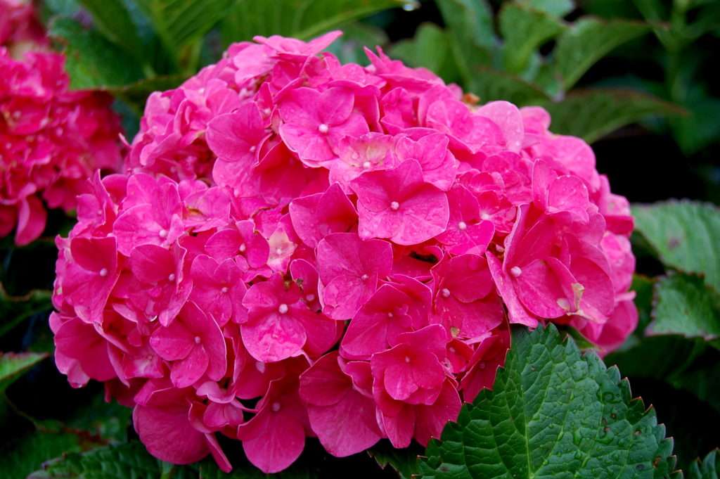 Гортензия крупнолистная Hydrangea macrophylla 'Masja ...