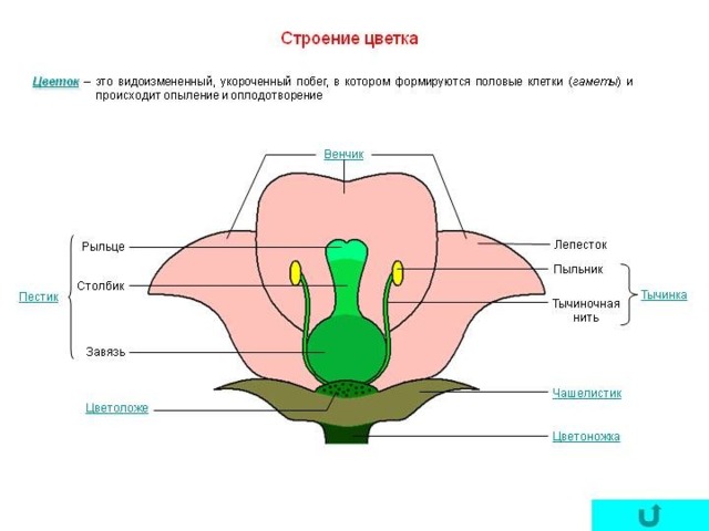 Цветок. Строение цветка.