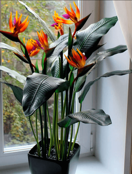 Стрелиция Регина Strelitzia Reginae 2+ flower 30/140: купить ...