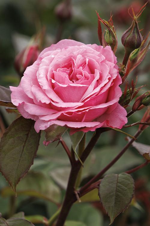 Rosa Wildberry ® - Edelrose Wildberry ...