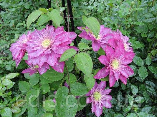 Клематіс 'Кайзер'. (Clematis 'Kaiser' BLUSHING BRIDESMAID PBR ...