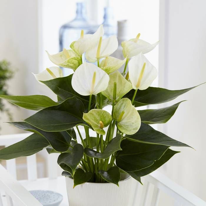 Anthurium White Champion – Floraria Secret Garden (SG)