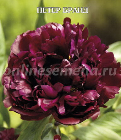 Пион Петер Бранд (Paeonia Peter Brand) Стоковое фото ...