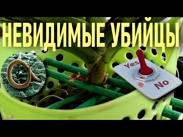 Болезни и вредители орхидей - Страница 3