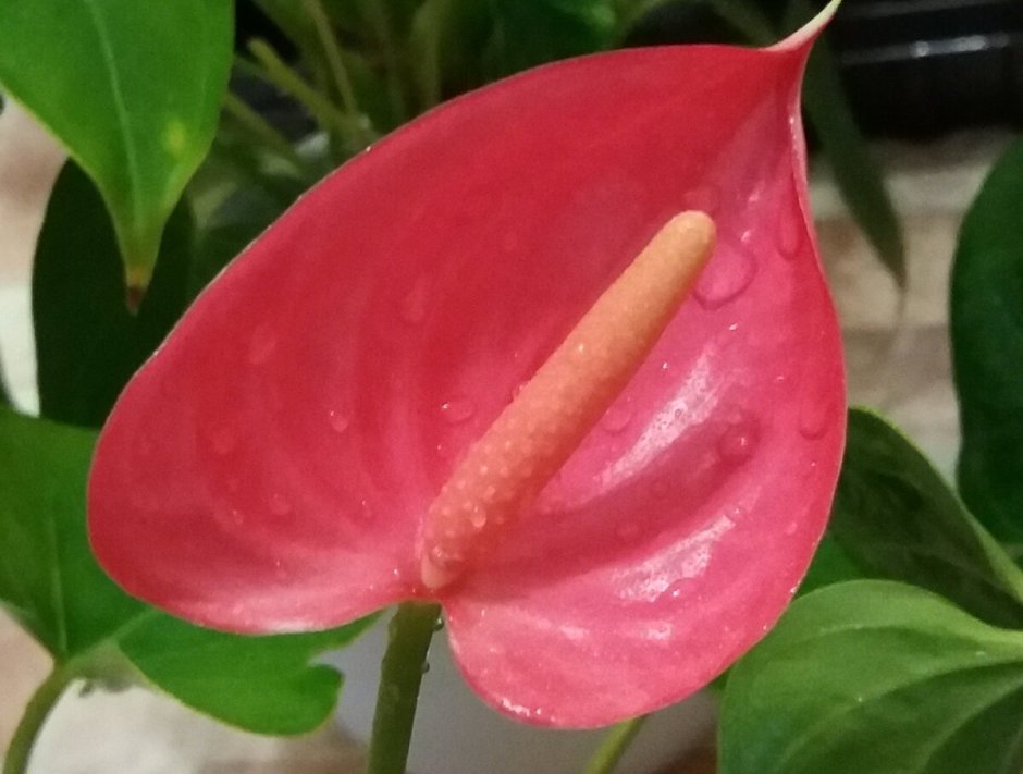 Anthurium Pearl Matata (деленка без цветков)