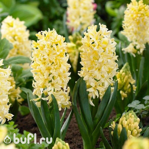 Piardino Frühlingsblumenzwiebeln 'Gipsy Princess' (Hyacinthus ...