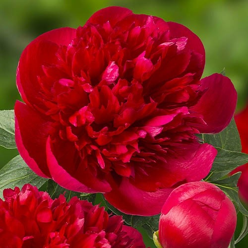 Пион Диана Паркс (Paeonia Diana Parks) купить в Москве по ...