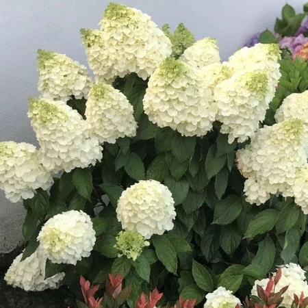 Саджанці Гортензії волотистої Меджикал Файр (Hydrangea ...