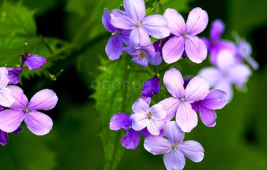 Lunaria rediviva ...