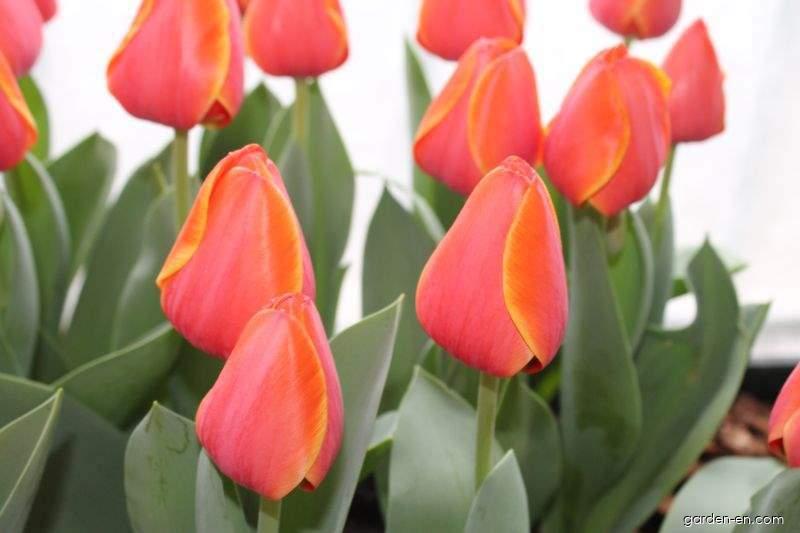 Tulips Ad Rem 38cm | Wholesale Dutch ...